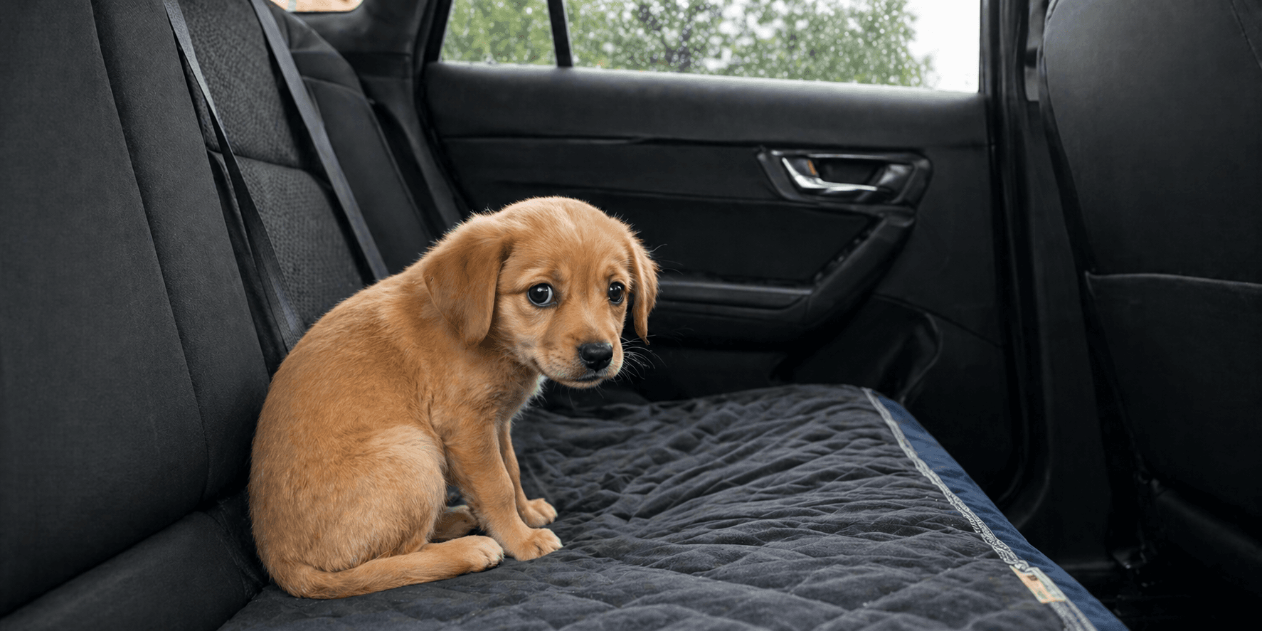 puppy in car